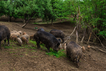 Wild boars
