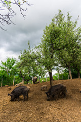 Wild boars