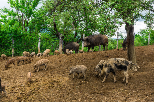 Wild boars © Ivanica