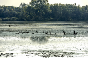 cormorans at rest on branch emerged from swamp in Mincio lake, Mantua, Italy