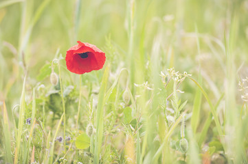 Obraz premium Coquelicot