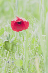 Obraz premium Coquelicot