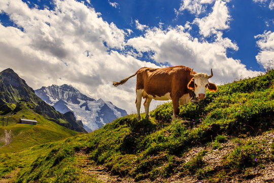 Cow on mt M&auml;nnlichen in the Swiss Alps near Lauterbrunnen. The famous mt Jungfrau in the background.