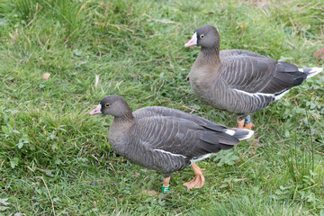 Lesser white-fronted goose