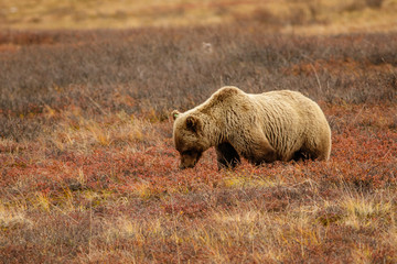 Grizzly bear in Denali National park, Alaska