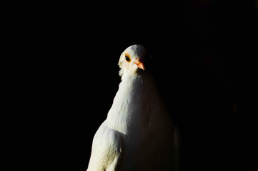pigeon on black background