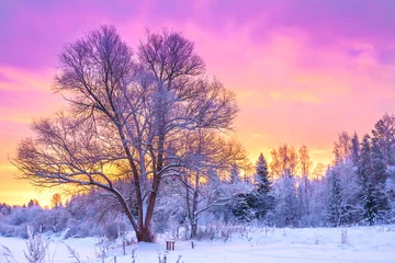 Fotobehang winterlandschap met bos, bomen en zonsopgang © yanikap