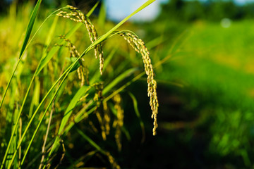 Rice grains are under the golden light of the sun
