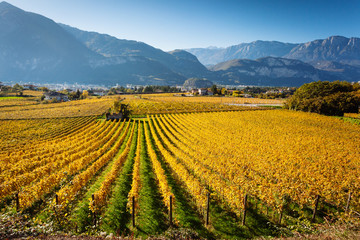 Vineyards in Trento in autumn
