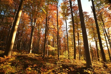 Autumn beech forest at dawn