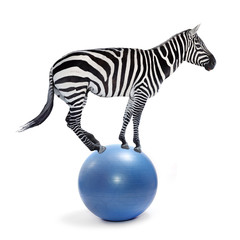 African zebra balancing on a ball. Funny animals isolated on white background.