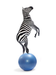African zebra balancing on a ball. Funny animals isolated on white background.