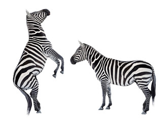 Two zebras playing. Funny animals isolated on white background.