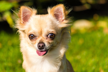 Obraz premium Very cute small dog chihuahua sitting on the grass
