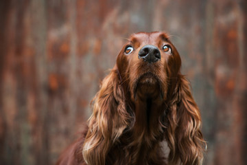Irish Setter sieht nach oben