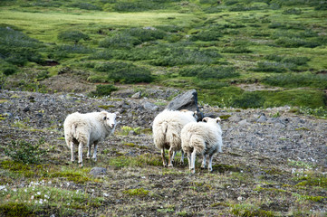 Obraz premium Sheeps in a typical Icelandic landscape, a wild nature of rocks and shrubs, rivers and lakes.