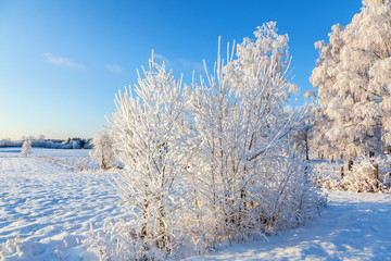 Bushes with frost in rural landscape