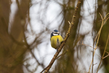 Blue tit on a branch in the forest