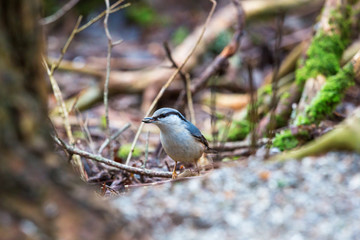 Nuthatch with seed in its beak on the ground
