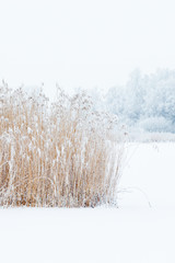 Frozen reedbed in winter landscape
