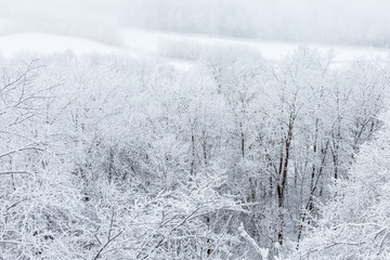 Deciduous forest with hoar frost