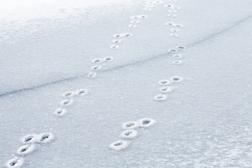 Traces of a hare on the ice