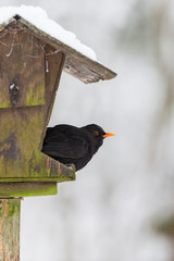 Common Blackbird that sits on a bird feeding