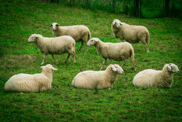 Fototapeta premium Sheep in Slovenian Countryside