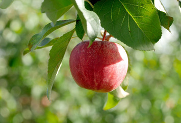 Red apple growing on tree.