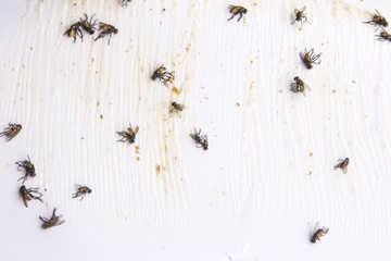 Dead flies glued on paper.