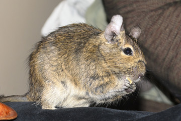 Rodent degu eating