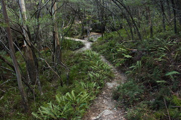 Wanderweg in Blue Mountains in Australien