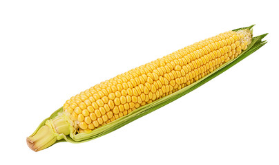 Ear of corn. Fresh corncob.