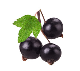 Blackcurrant branch with leaf