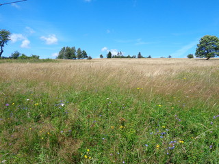 łąka w górach Bystrzyckich koło Zalesie