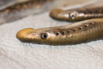 The caught lamprey (Petromyzontiformes) lies on a paper napkin. It is considered a delicacy fish.