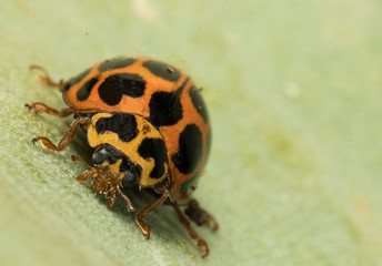 Ladybug on a leaf