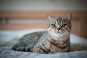 British Shorthair cat with yellow eyes lying on the bed.