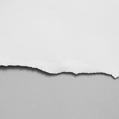 White ripped paper on gray paper background. copy space