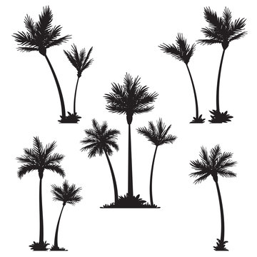 Tropical palm trees, black silhouettes.