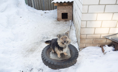 dog in captivity