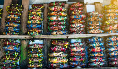Fototapeta na wymiar Scylla serrata. Fresh crabs are tied with colorful plastic ropes and arranged in a neat rows at the seafood market in Thailand. Raw materials for seafood restaurants concept.