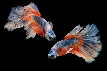 Deurstickers The moving moment beautiful of siam betta fish in thailand on black background. © Soonthorn