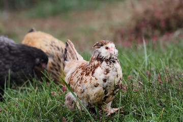 Faverolle pullet walking away from Blue Cochin and Buff Brahma chickens as they free range in a meadow.