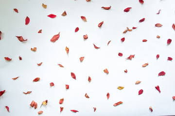 Autumn leaves against white background still life.