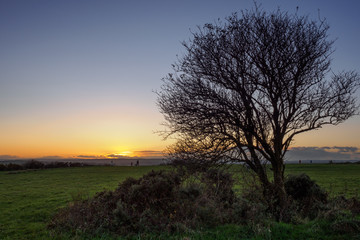 Fototapeta na wymiar The tree, Cleadon hills.