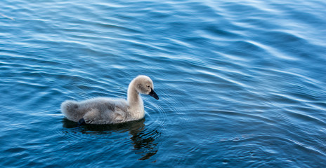 Cynget taking a morning swim
