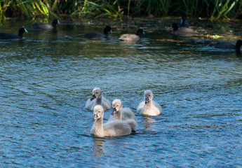 Cygnets taking a group swim