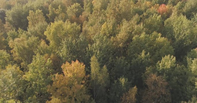 Aerial backward flight over autumn trees in forest