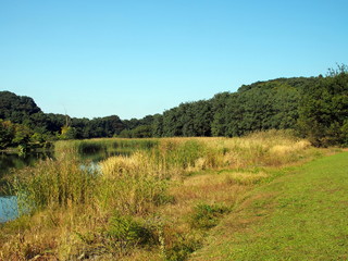 池と森のある風景